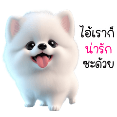Funny white Pomeranian (THAI)