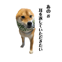 柴犬たろ吉　其の一