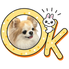 sakura_20230925085406