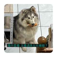 阿拉斯加雪橇犬-seno