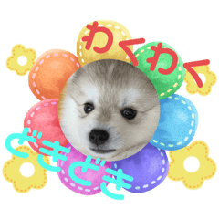 kicchomu_20230925151046