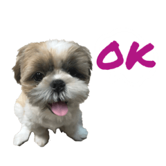 Shih  Tzu 2