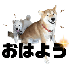 柴犬　ソラ&レオの毎日使える✨