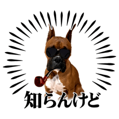 BOXER DOG HIMAWARI