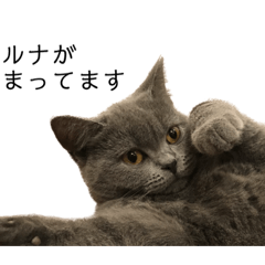 Luna, a Blue British Shorthair