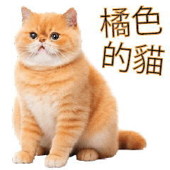 Orange cat chubby