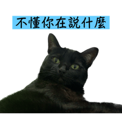 邪厄的黑貓