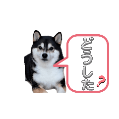 SAKURA_20230926172124