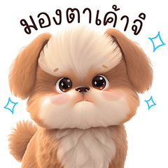 Furry gang : Shih Tzu Cute puppy