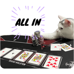 ポーカープレイヤーの猫