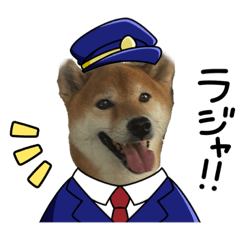 Shiba Y