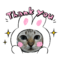 Cat Cat_20230927104216