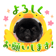 Pero-chan the Pekingese