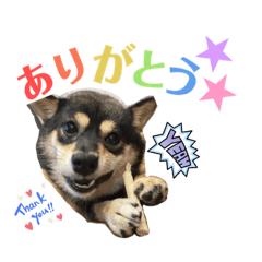 SHIBAINU_love_20230927085844