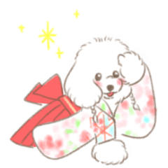 Toy poodle chiffon part2