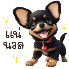 Chiwawa Black Dog3