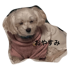 maronnoraibaru_20230927174519