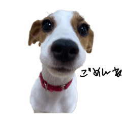 RAN(jack russell terrier)