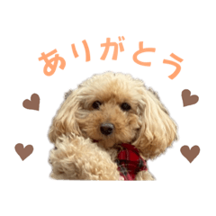 toy poodle.  Frequently used words