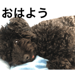 Black Toy Poodle Melo