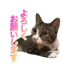 キジトラのむぎ【敬語】
