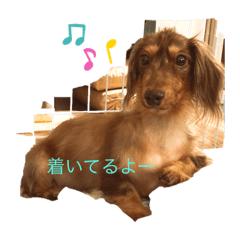 dog maimo