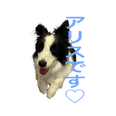 border collie Alice Sticker