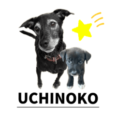 uchinoko_20230929015607