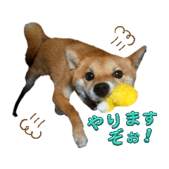 Cute Shiba Inu sakura sticker (one word)