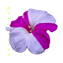 色々なオシロイバナの花