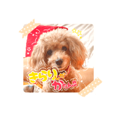 Kirari, the cutest dog in the world.