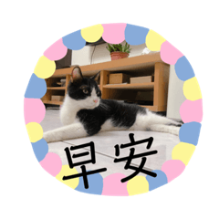 年輕的老貓