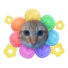 Somsom_Somsom