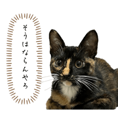 yuzuaya_20230929225915