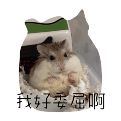 周周的生活日記