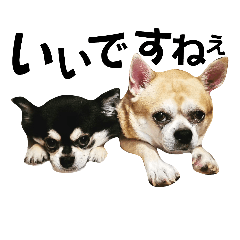 dog&dog 1