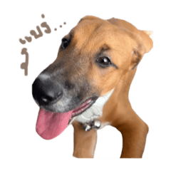 Nongrat_20230930224941