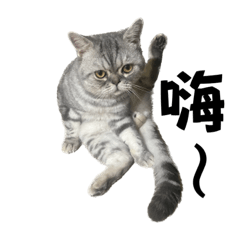 美短與他的家人