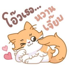 Fuku & Katsu Cat 1