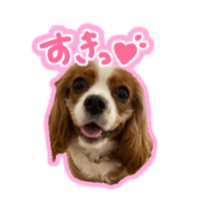 Cavalier King Charles Spaniel Roa