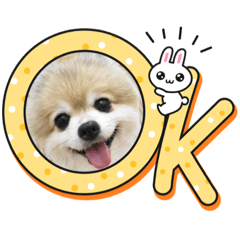 pomepome shizuku_20231001141248