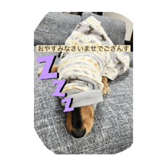 kokage_20231001142247