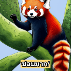 Adorable Red Panda Expressions3