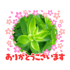 green  japan