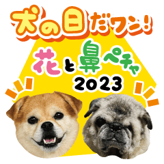 HANA & PUGCHIi 2023 -Dog day-
