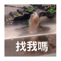 薩聞