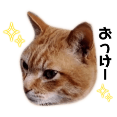 cat sticker_KUWAMI