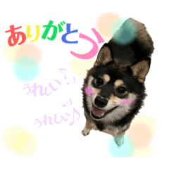 SHIBAINU_love_20231001195025