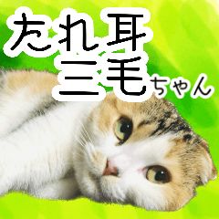【猫写真スタンプ】たれ耳三毛ちゃん