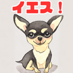 Adorable Chihuahua Stickers